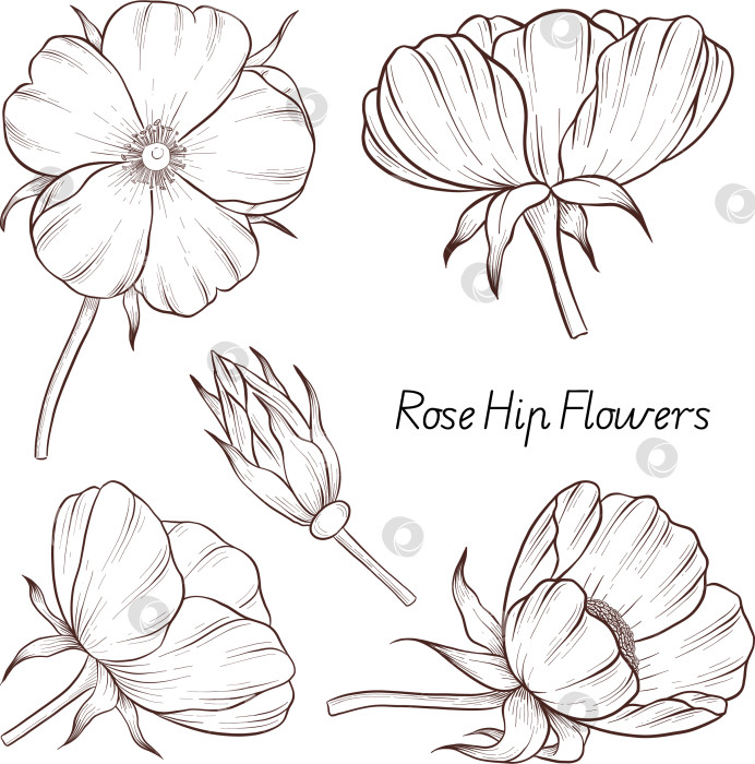 Скачать Черно-белая иллюстрация в стиле гравюры, состоящая из чайной чашки, чайного заварника, чайных листьев, чайных пакетиков и цветов и ягод шиповника, подробная схема упаковки, социальные сети, меню фотосток Ozero