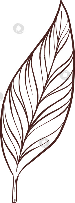 Скачать Черно-белая иллюстрация в стиле гравюры, состоящая из чайной чашки, чайника, чайных листьев, чайных пакетиков и цветов и ягод шиповника, подробная схема упаковки, социальные сети, меню фотосток Ozero