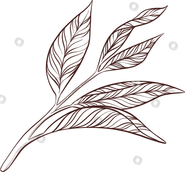 Скачать Черно-белая иллюстрация в стиле гравюры, состоящая из чайной чашки, чайника, чайных листьев, чайных пакетиков и цветов и ягод шиповника, подробная схема упаковки, социальные сети, меню фотосток Ozero