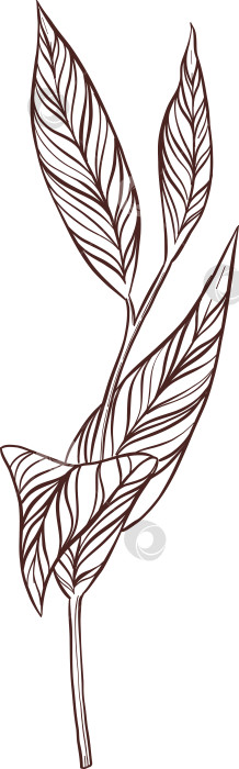 Скачать Черно-белая иллюстрация в стиле гравюры, состоящая из чайной чашки, чайника, чайных листьев, чайных пакетиков и цветов и ягод шиповника, подробная схема упаковки, социальные сети, меню фотосток Ozero