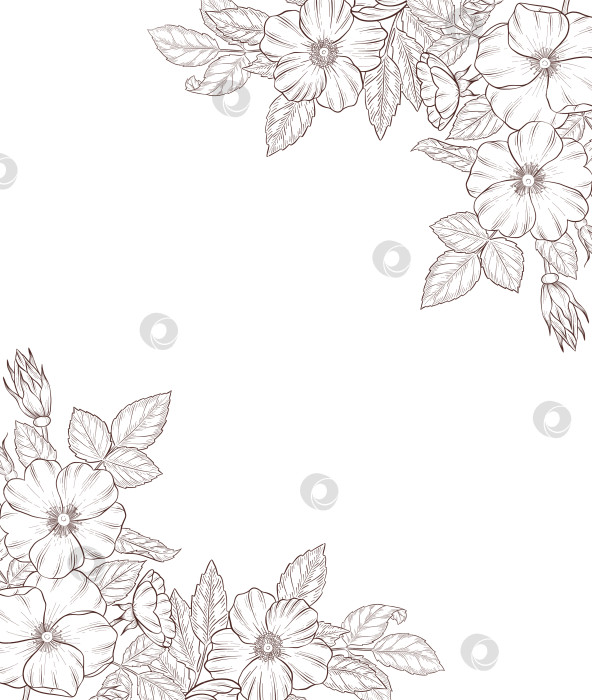 Скачать Черно-белая иллюстрация в стиле гравюры, состоящая из чайной чашки, чайника, чайных листьев, чайных пакетиков и цветов и ягод шиповника, подробная схема упаковки, социальные сети, меню фотосток Ozero