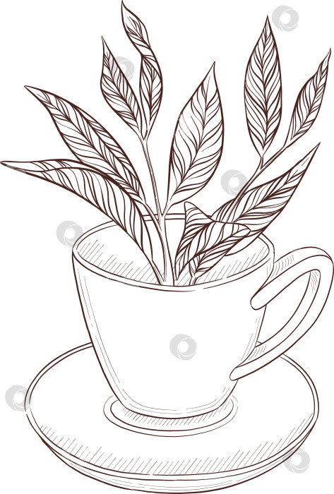 Скачать Черно-белая иллюстрация в стиле гравюры, состоящая из чайной чашки, чайника, чайных листьев, чайных пакетиков и цветов и ягод шиповника, подробная схема упаковки, социальные сети, меню фотосток Ozero