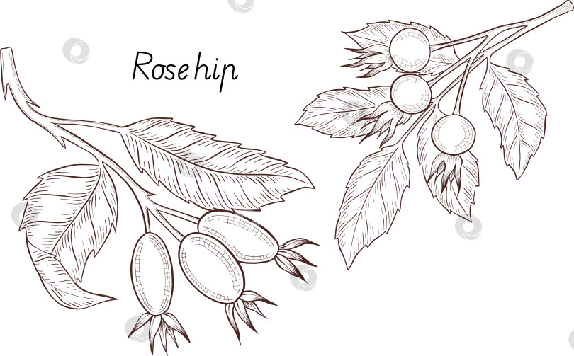 Скачать Черно-белая иллюстрация в стиле гравюры, состоящая из чайной чашки, чайника, чайных листьев, чайных пакетиков и цветов и ягод шиповника, подробная схема упаковки, социальные сети, меню фотосток Ozero