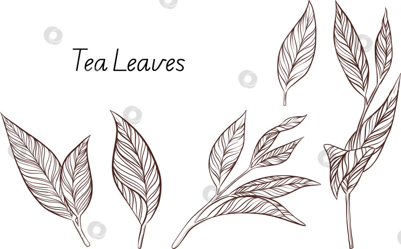 Скачать Черно-белая иллюстрация в стиле гравюры, состоящая из чайной чашки, чайника, чайных листьев, чайных пакетиков и цветов и ягод шиповника, подробная схема упаковки, социальные сети, меню фотосток Ozero