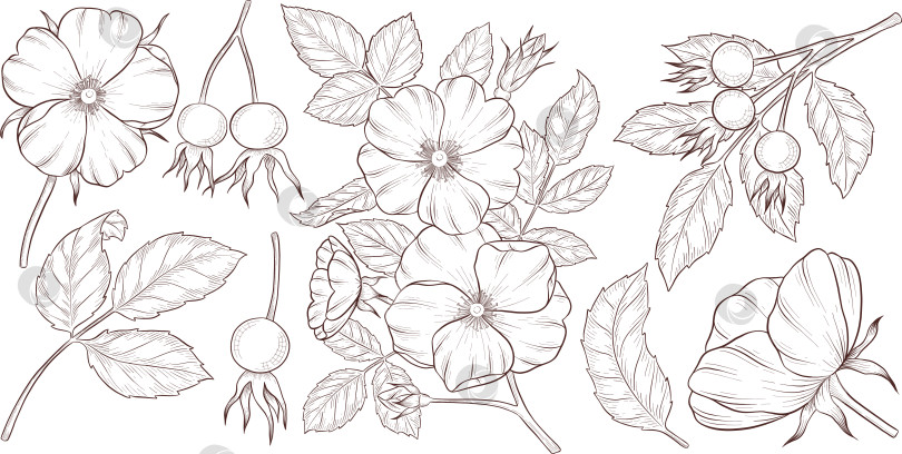 Скачать Черно-белая иллюстрация в стиле гравюры, состоящая из чайной чашки, чайника, чайных листьев, чайных пакетиков и цветов и ягод шиповника, подробная схема упаковки, социальные сети, меню фотосток Ozero