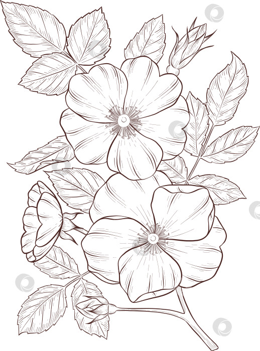 Скачать Черно-белая иллюстрация в стиле гравюры, состоящая из чайной чашки, чайника, чайных листьев, чайных пакетиков и цветов и ягод шиповника, подробная схема упаковки, социальные сети, меню фотосток Ozero