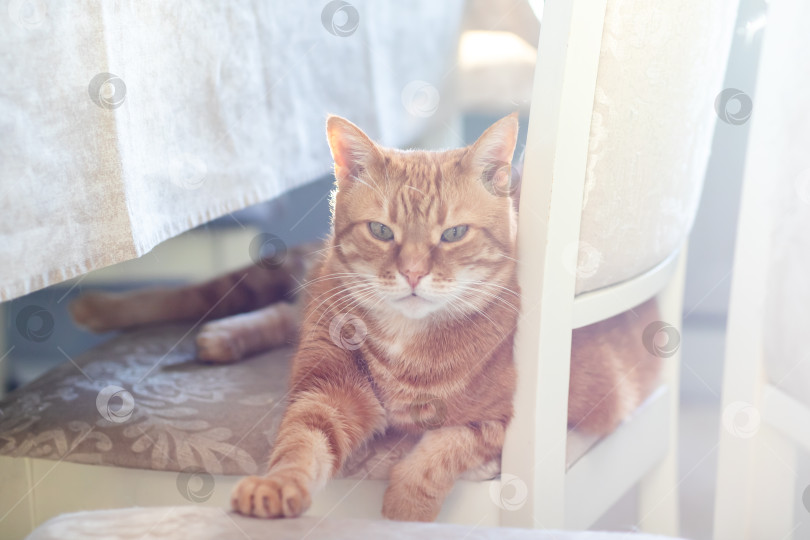Скачать Уютный кошачий отдых. Умиротворенный рыжий кот лежит на стуле среди нежного солнечного света и теплых оттенков фотосток Ozero