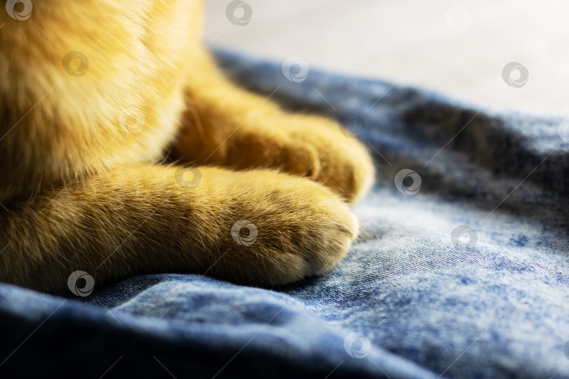Скачать Нежный снимок теплого кота. Крупный план, на котором запечатлены лапы рыжего кота и теплая уютная атмосфера фотосток Ozero