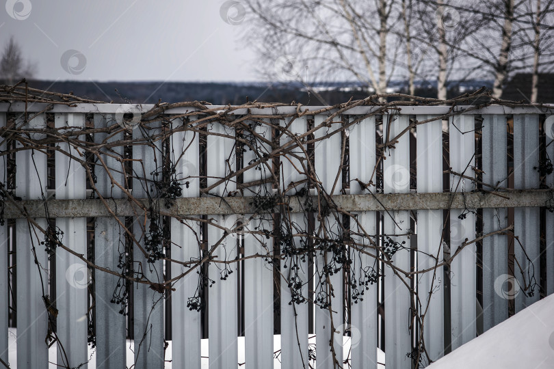 Скачать декоративный виноград на заборе сельского дома зимой фотосток Ozero