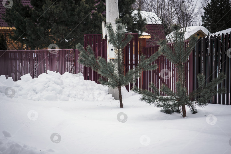 Скачать Рождественская елка у металлического забора в деревне фотосток Ozero