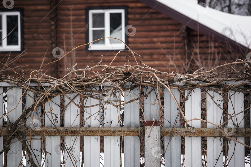 Скачать декоративный виноград на заборе сельского дома зимой фотосток Ozero