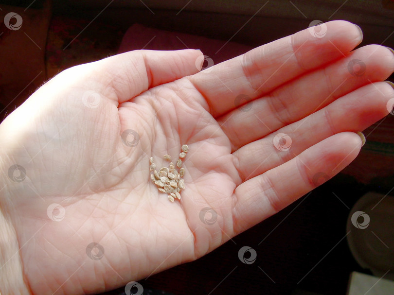 Скачать Семена в руке фотосток Ozero