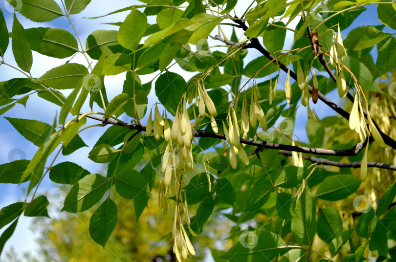 Скачать Ясень с крылатками на фоне неба крупный план фотосток Ozero