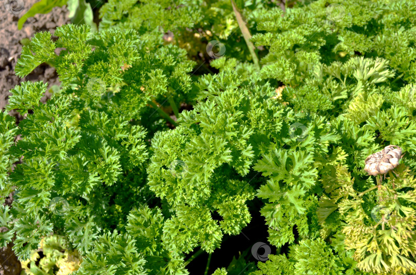 Скачать Петрушка кудрявая растет на грядке фотосток Ozero
