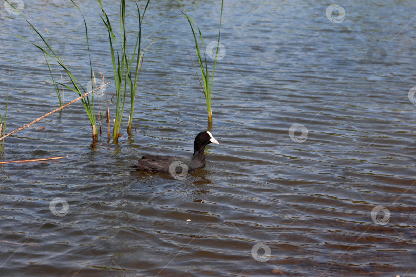 Скачать Евразийская лысуха, или обыкновенная лысуха, или австралийская лысуха (лат. Fulica atra) из семейства раллиевых, плавающая среди тростника. Взрослая водяная птица. Черная красноглазая водоплавающая птица. фотосток Ozero