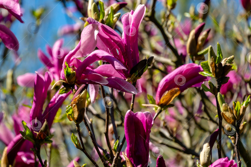 Скачать Множество крупных розовых цветов и бутонов магнолии Сьюзен (Magnolia liliiflora x Magnolia stellata) в зеленом весеннем саду фотосток Ozero