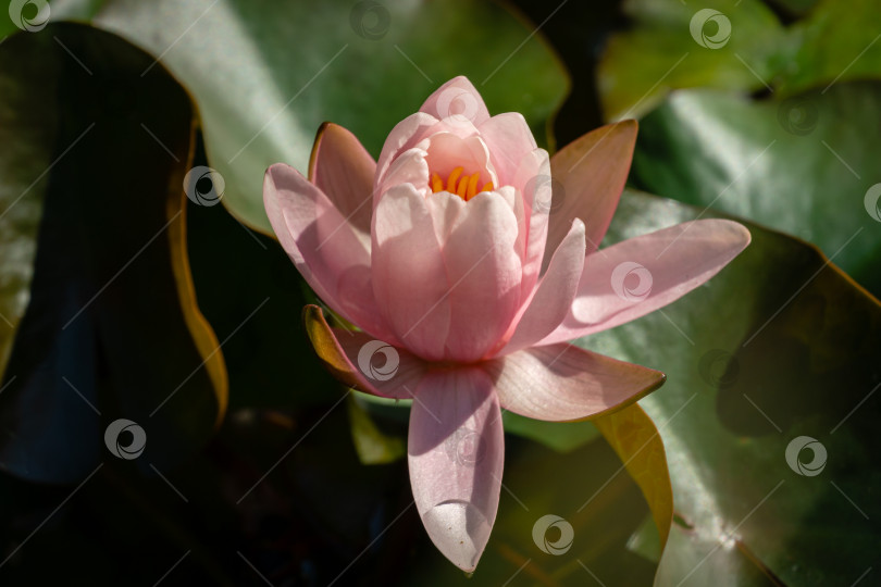 Скачать Нежные бутоны розовых водяных лилий или лотосов Marliacea Rosea распускаются ранним утром в старом пруду. Нимфеи распускаются среди огромных листьев при солнечном свете фотосток Ozero