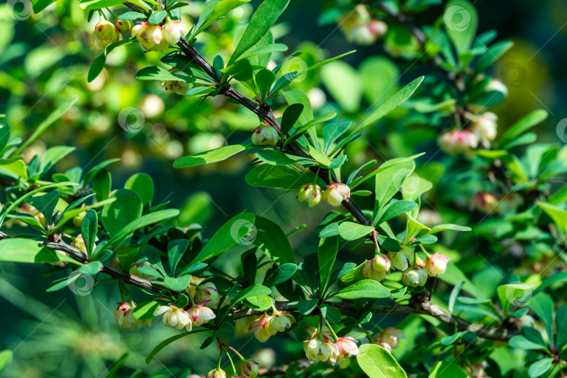 Скачать Цветение барбариса. Красивые легкие мелкие цветы Berberis thunbergii 'Erecta' на ветвях с зелеными листьями на фоне красивого боке. фотосток Ozero