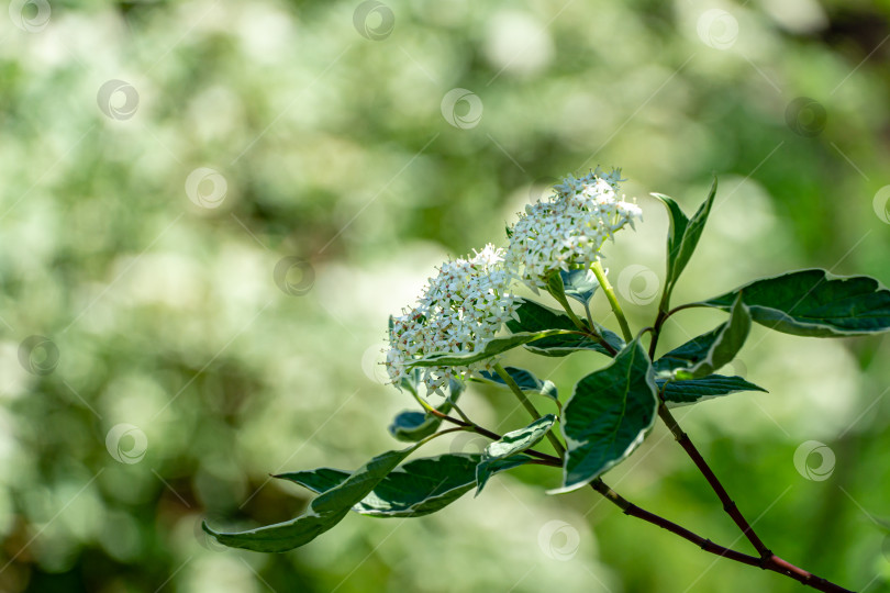 Скачать Цветущая ветка пестрого кустарника Cornus alba Elegantissima или Свидина белая на размытом зеленом фоне в стиле боке фотосток Ozero