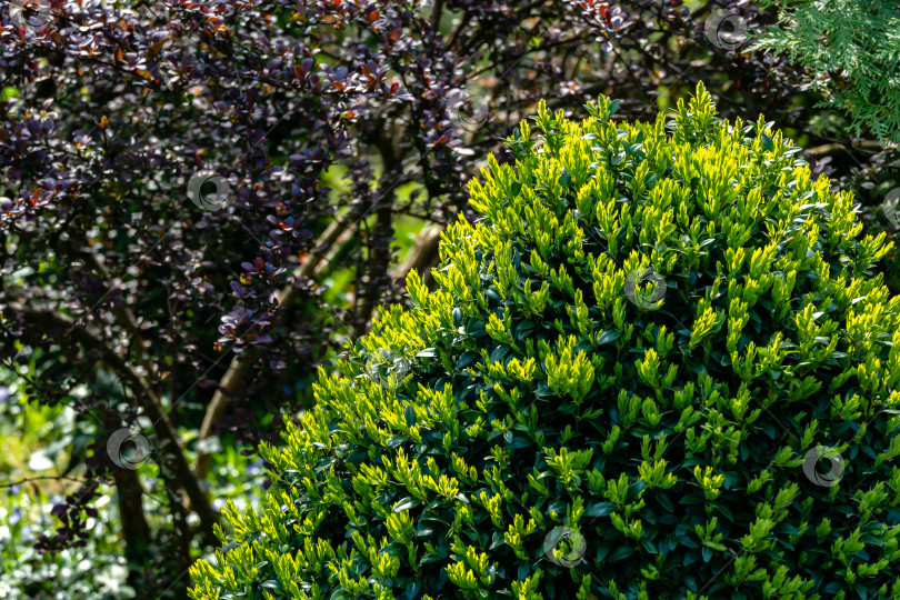 Скачать Ярко-зеленая листва самшита Buxus sempervirens на фоне темно-фиолетового Berberis thunbergii Atropurpurea. Подстриженный самшит фотосток Ozero