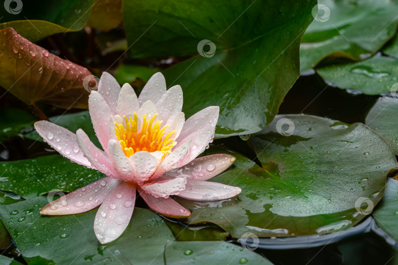 Скачать Волшебная розовая водяная лилия или цветок лотоса Marliacea Rosea в старом пруду. Лепестки нимфеи покрыты каплями дождя в пруду фотосток Ozero
