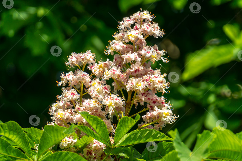 Скачать Белые свечи цветущего конского каштана (Aesculus hippocastanum, каштановое дерево) на фоне темно-зеленой листвы деревьев. Весенний солнечный день фотосток Ozero