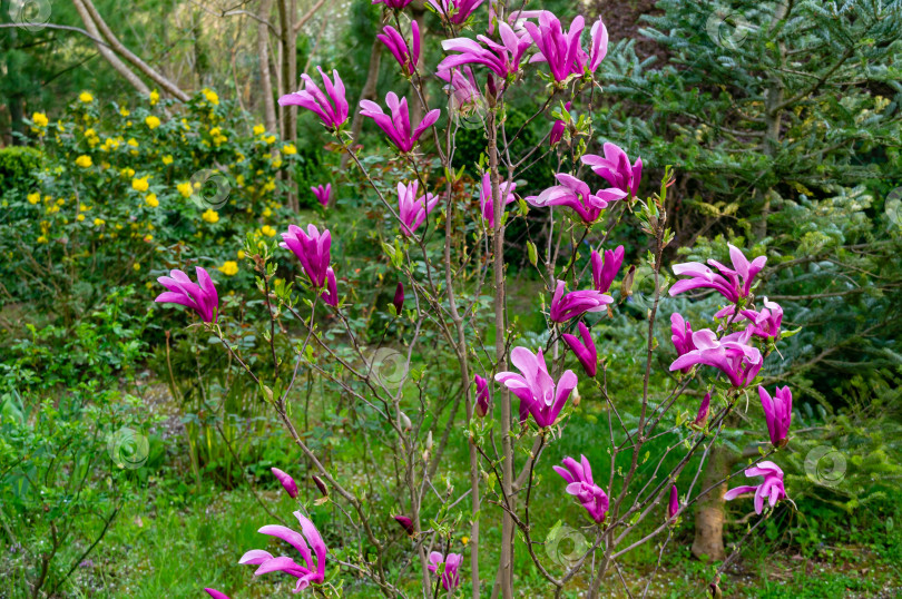 Скачать Молодая магнолия Сьюзен (Magnolia liliiflora x Magnolia stellata), цветущая в весеннем декоративном саду на фоне вечнозеленых растений фотосток Ozero