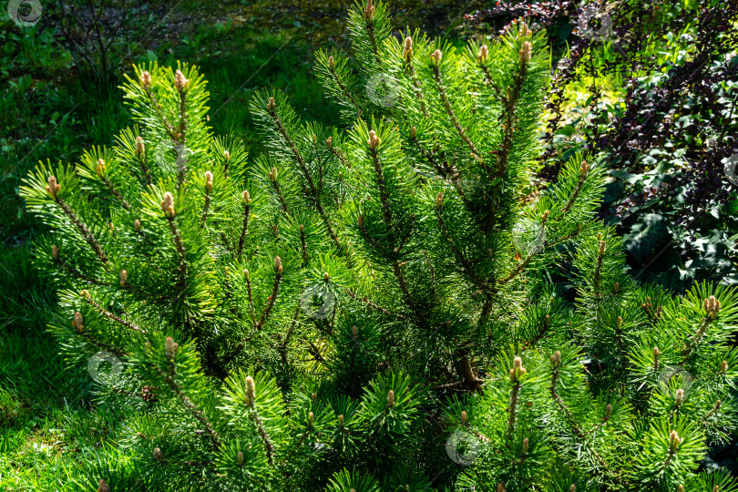 Скачать Молодые побеги горной сосны Pinus mugo Pumilio. Маленькие и пушистые. Солнечный день в весеннем саду фотосток Ozero