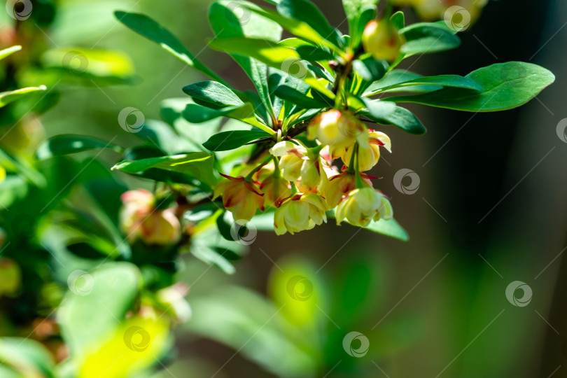 Скачать Цветение барбариса. Красивые легкие мелкие цветы Berberis thunbergii 'Erecta' на ветвях с зелеными листьями на фоне красивого боке. фотосток Ozero