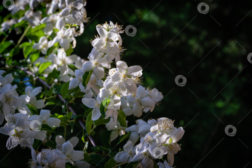 Скачать Нежный крупный план цветков жасмина Philadelphus lewisii на кусте на черном фоне при солнечном свете в весеннем саду фотосток Ozero