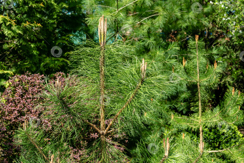 Скачать Молодые побеги на молодых соснах Pinus на фоне вечнозеленых растений. Солнечный день в весеннем саду фотосток Ozero