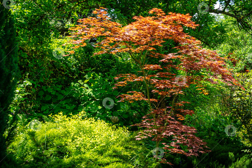 Скачать Элегантный красный японский клен, Acer palmatum Atropurpureum - дерево с фиолетовыми листьями в красивом весеннем саду на фоне зелени фотосток Ozero