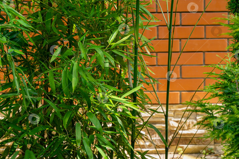 Скачать Вечнозеленый бамбук Phyllostachys aureosulcata с изящными зелеными листьями на фоне кирпичной стены. Естественный солнечный свет фотосток Ozero