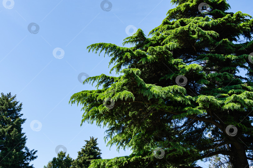 Скачать Прекрасный гималайский кедр (Cedrus Deodara, Деодарский кедр) растет на побережье Черного моря в городе Туапсе. Яркая свежая весенняя хвоя на фоне голубого безоблачного неба фотосток Ozero