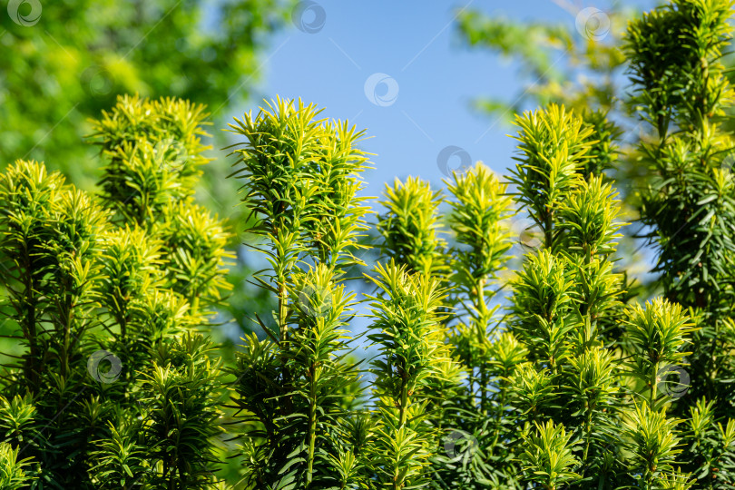 Скачать Новая ярко-зеленая с желтыми полосками листва на тисе Taxus baccata Fastigiata Aurea (английский тис, европейский тис) в весеннем саду в качестве естественного фона фотосток Ozero