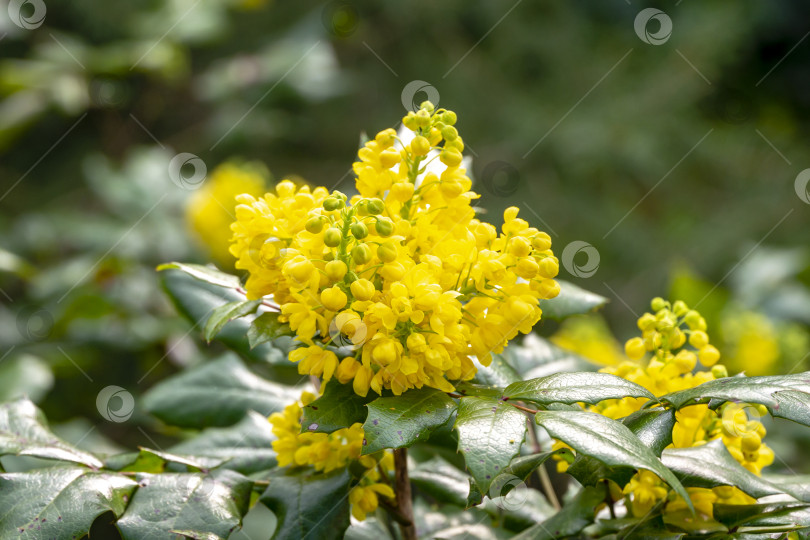 Скачать Мягкий акцент ярко-желтого цвета весенних цветов Mahonia Aquifolium на фоне темно-зеленого растения. Прекрасный природный фон для любой идеи. фотосток Ozero