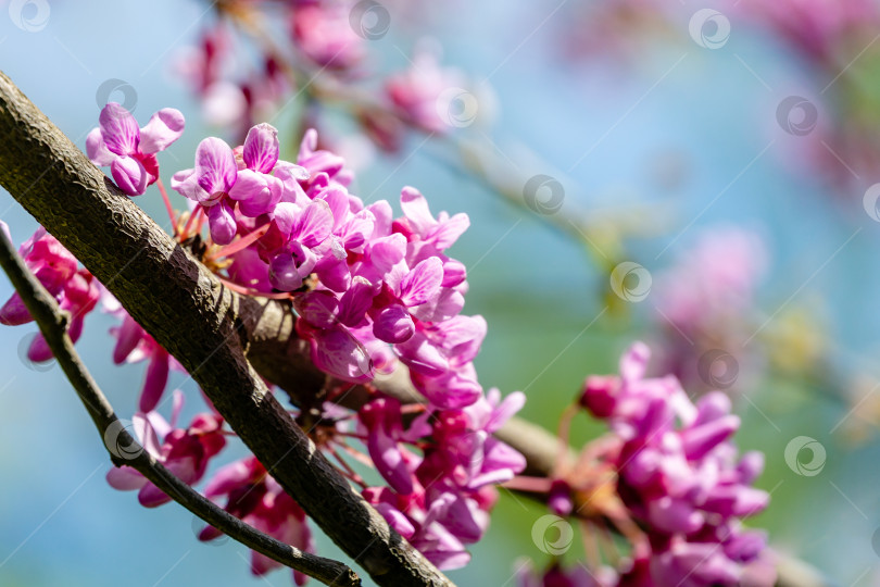 Скачать Изящные веточки распускаются пурпурными цветами Редбад (Eastern Redbud), или Церцис канадский (Eastern Redbud Cercis canadensis) в весеннем саду. Соцветия на фоне красивого сада фотосток Ozero