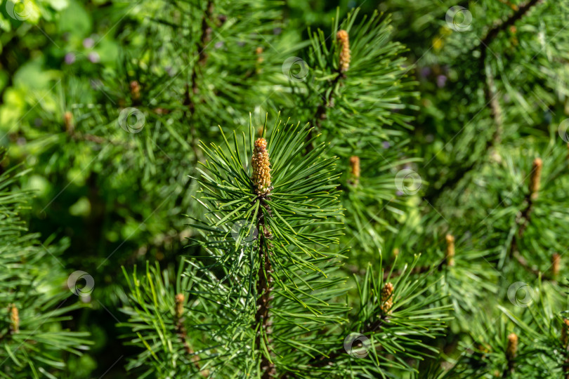Скачать Молодые побеги горной сосны Pinus mugo. Маленькие и пушистые. Солнечный день в весеннем саду фотосток Ozero