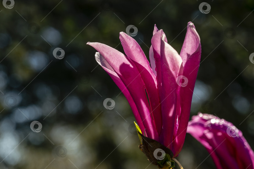 Скачать Большой розовый цветок магнолии Сьюзен (Magnolia liliiflora x Magnolia stellata) в зеленом весеннем саду фотосток Ozero