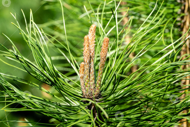 Скачать Молодые побеги на ветке молодой сосны Pinus. Солнечный день в весеннем саду. фотосток Ozero