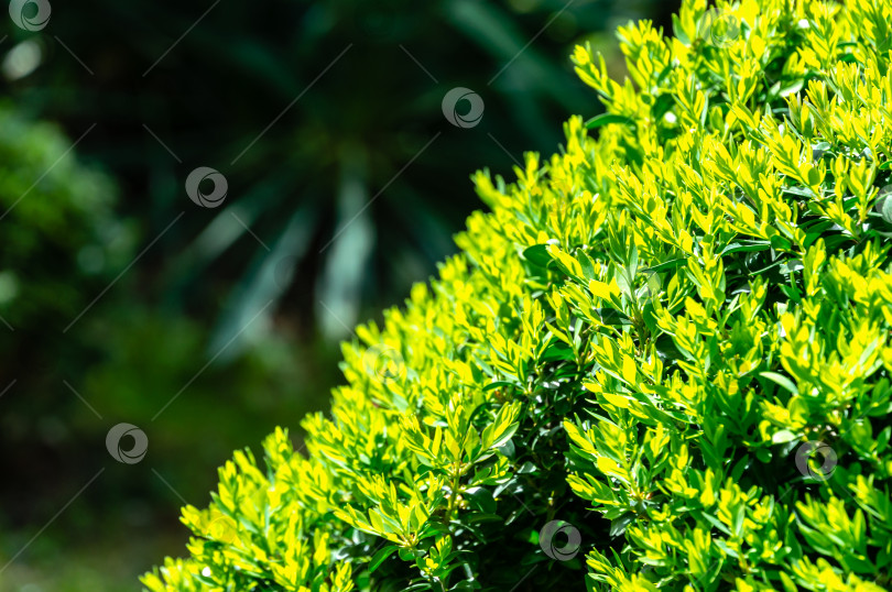 Скачать Ярко-зеленая листва самшита Buxus sempervirens ярко-зеленая листва самшита Buxus sempervirens на фоне темно-зеленого сада. Подстриженный самшит фотосток Ozero