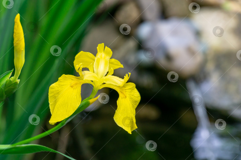 Скачать Макросъемка желтого цветка Iris pseudacorus (желтый флаг, желтый ирис) возле красивого пруда с размытым фонтаном на заднем плане фотосток Ozero