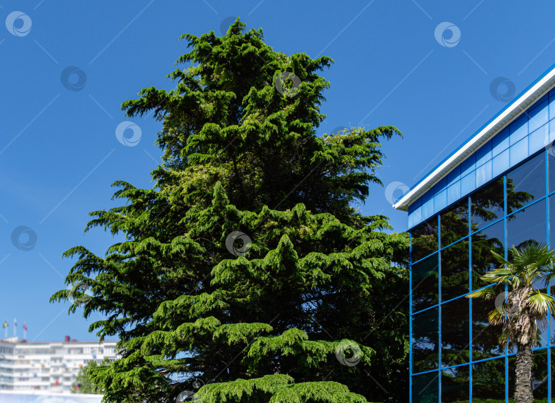 Скачать Прекрасный гималайский кедр (Cedrus Deodara, Деодарский кедр) растет на побережье Черного моря в городе Туапсе. Яркая свежая весенняя хвоя на фоне голубого безоблачного неба фотосток Ozero