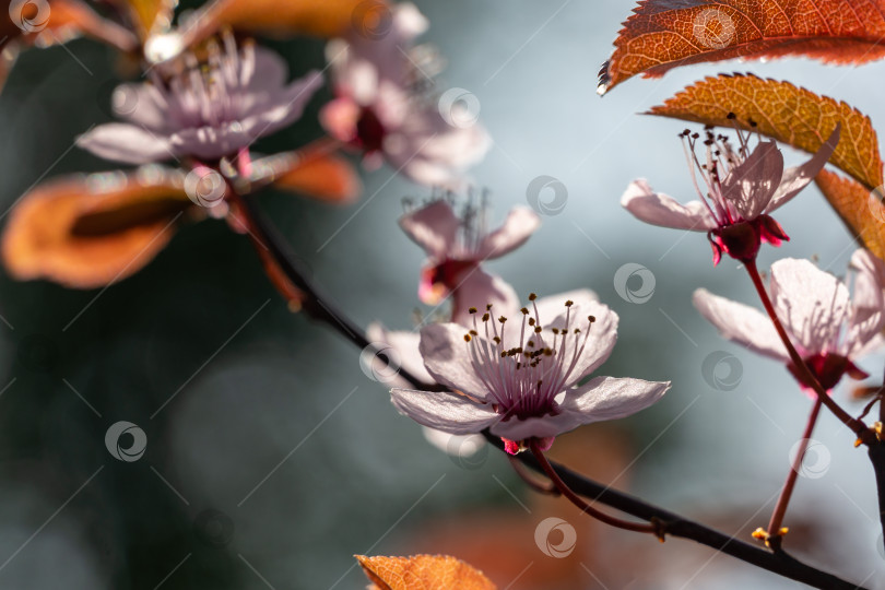 Скачать Цветущее розовыми цветами дерево Prunus Cerasifera Pissardii. Весенняя веточка фотосток Ozero