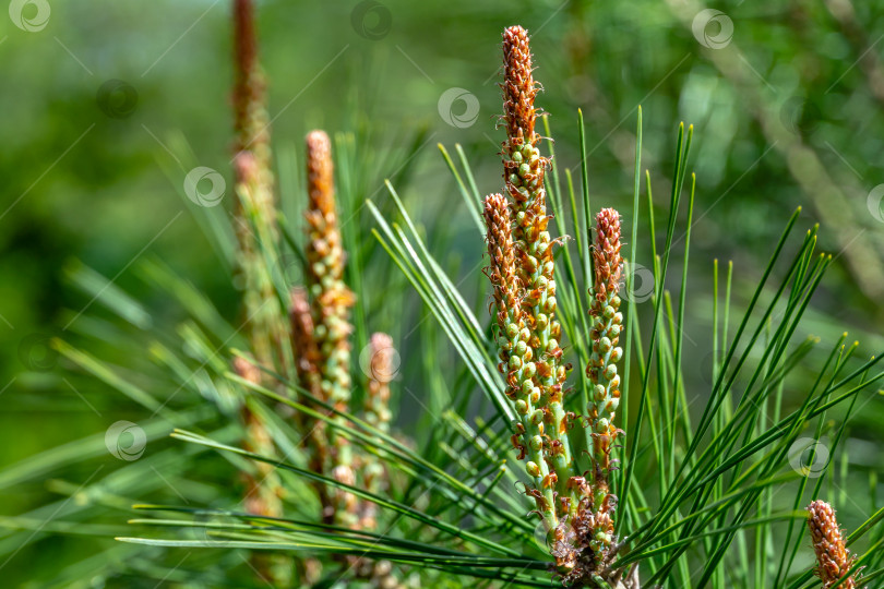 Скачать Крупный план молодых длинных побегов Pinus densiflora Umbraculifera. Солнечный день в весеннем саду фотосток Ozero