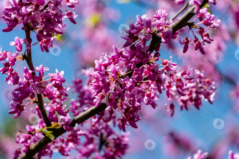 Скачать Крупный план фиолетового цветка Редбада восточного, или Cercis canadensis, в весеннем солнечном саду. Фиолетовые соцветия на фоне чистого голубого неба. фотосток Ozero