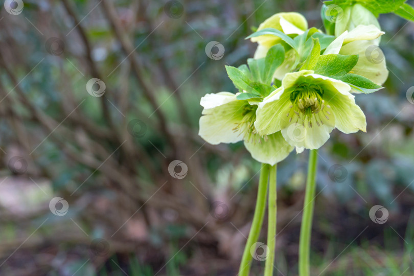 Скачать Зеленые цветки морозника белого (Helleborus white), известного как рождественская роза фотосток Ozero