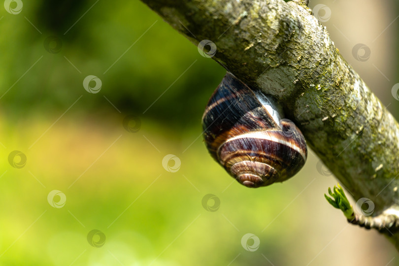 Скачать Крупная красивая виноградная улитка (helix pomatia, римская улитка, бургундская улитка, съедобная улитка или улиточный улиточник) перезимовала на стволе styraciflua Liquidambar в саду фотосток Ozero