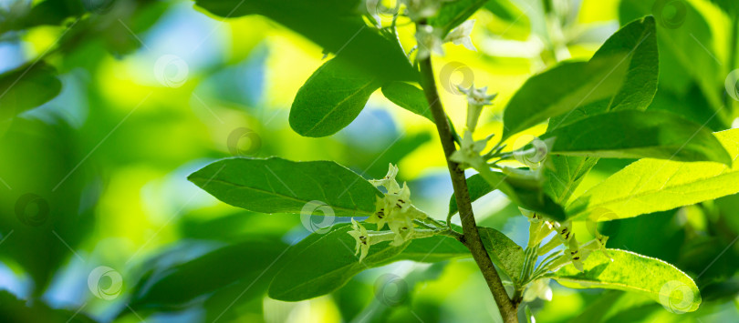 Скачать Мягкий макрофокус с нежными мелкими цветочками Elaeagnus umbellata. Весеннее чудо этого цветущего растения фотосток Ozero
