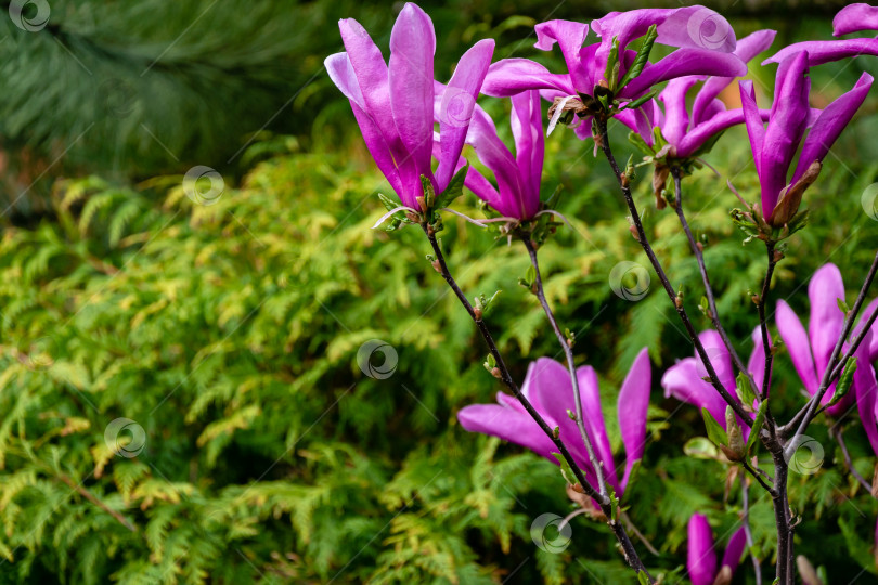 Скачать Красивая цветущая магнолия Сьюзен (Magnolia liliiflora x Magnolia stellata) с крупными розовыми цветами и бутонами в весеннем саду. фотосток Ozero